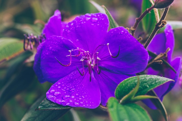 Free Flower Flower Background photo and picture