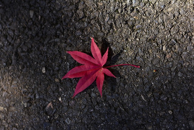 Free Maple Leaf photo and picture