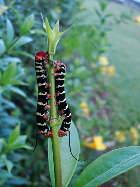 Free Caterpillar Nature photo and picture