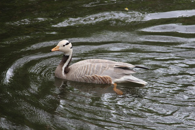 Free Bird Water photo and picture