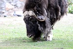 musk ox, ovibos moschatus, ovis