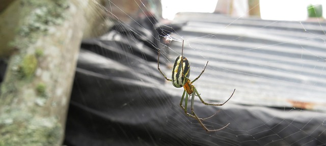 Insect, Spin, Macro, Arachnid