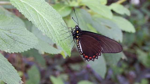 Free Butterfly Nature photo and picture