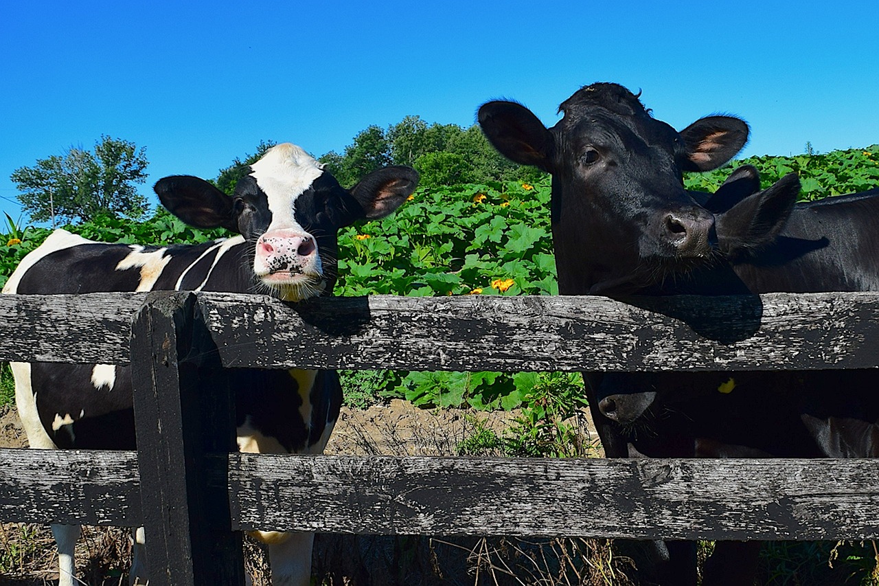 50+ Free Holstein Cow & Cow Images - Pixabay