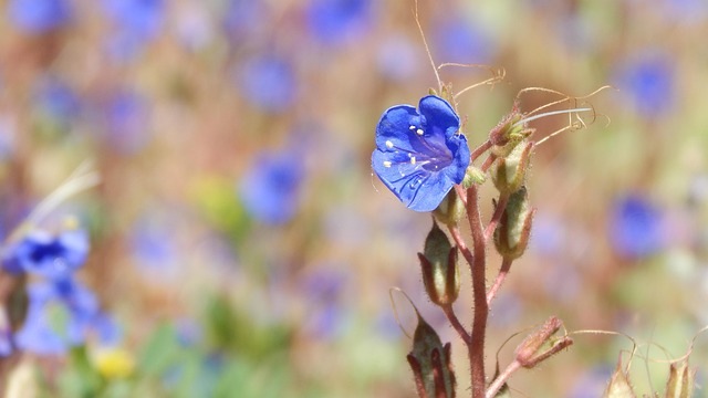 Free Flower Flower Background photo and picture