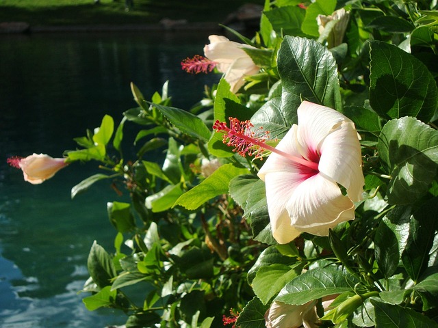 Free Flower Beautiful Flowers photo and picture