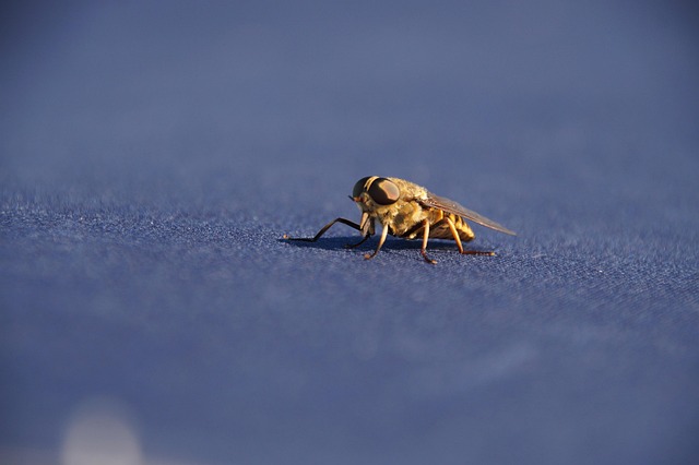 Insect, Detail, Close-Up, Natuur, Dier