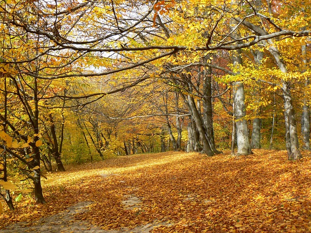 Free Autumn Forest photo and picture