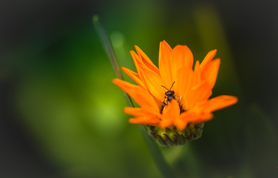 Orange Fleur Nature - Photo gratuite sur Pixabay - Pixabay