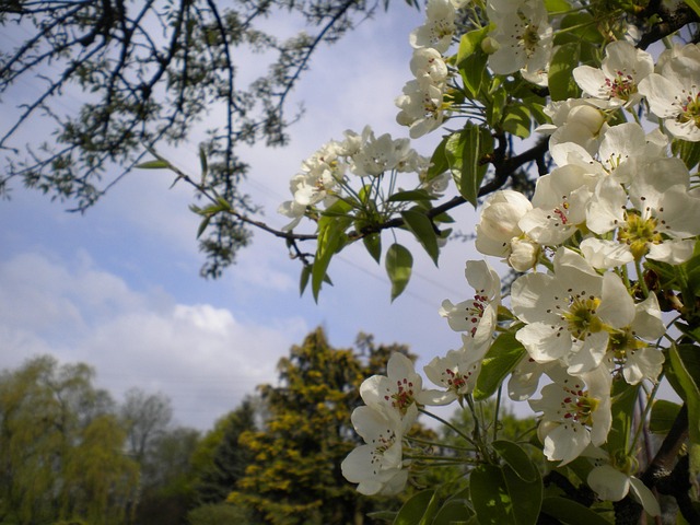 Blomstre, Kirsebærblomst, Natur, Hvid