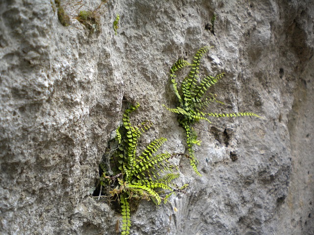 Klippe, Natur, Sten, Rock Ansigt