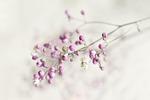 garden plant, gardening, flower