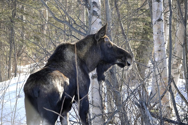 Free Moose Grazing photo and picture