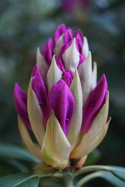 Flor, Púrpura, Violeta, Fondo De La Flor