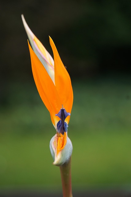 Flor, Flor Del Paraiso, Naranja