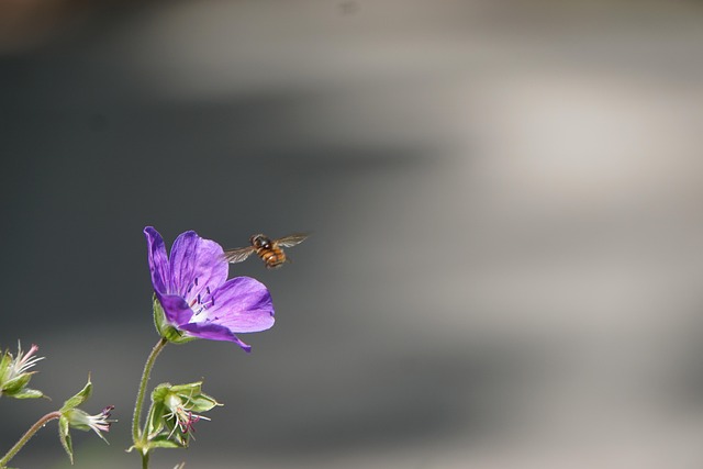 Flor, Abeja, Fondo De La Flor