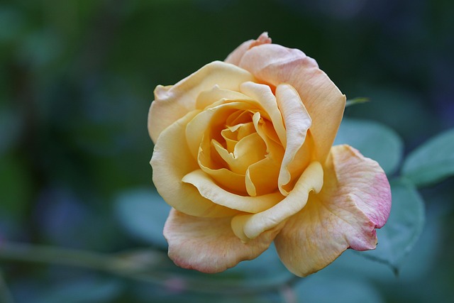 Rosa, Flor Rosa, Flor, Flores