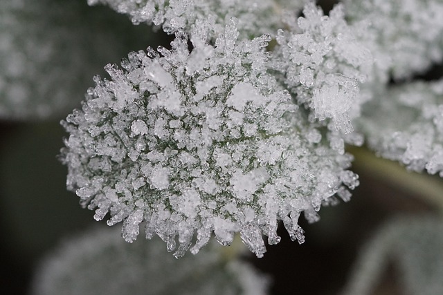 Escarcha, Helado, Hoja, Invierno