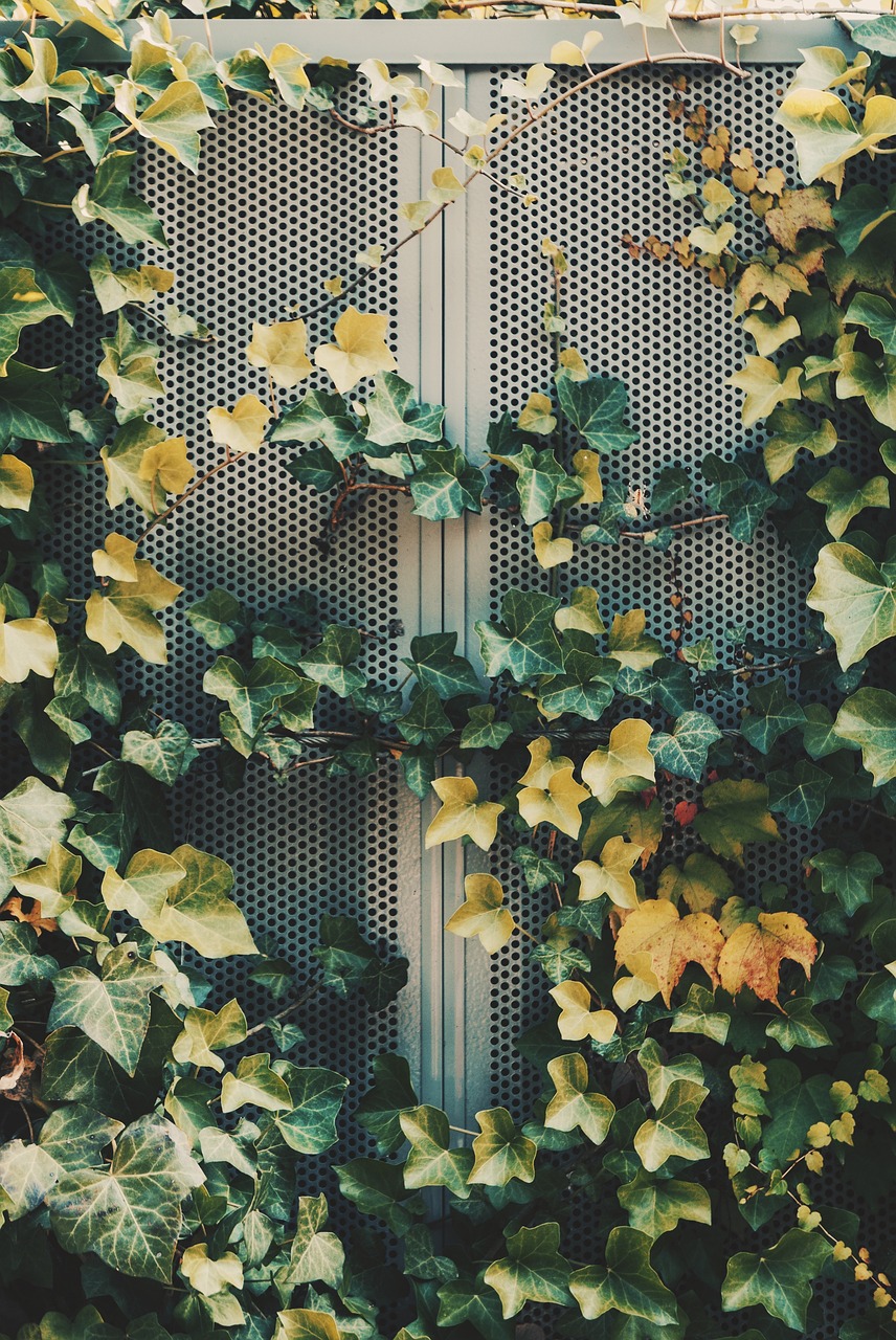 Green Leaf Plant - Free photo on Pixabay