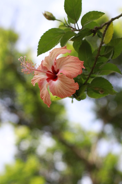 Katoen Strijd, Bloemen Katoen Strijd