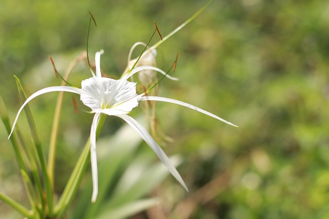 Witte Bloemen, Mooie Bloemen