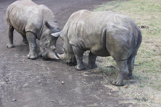 Free Animal Safari photo and picture