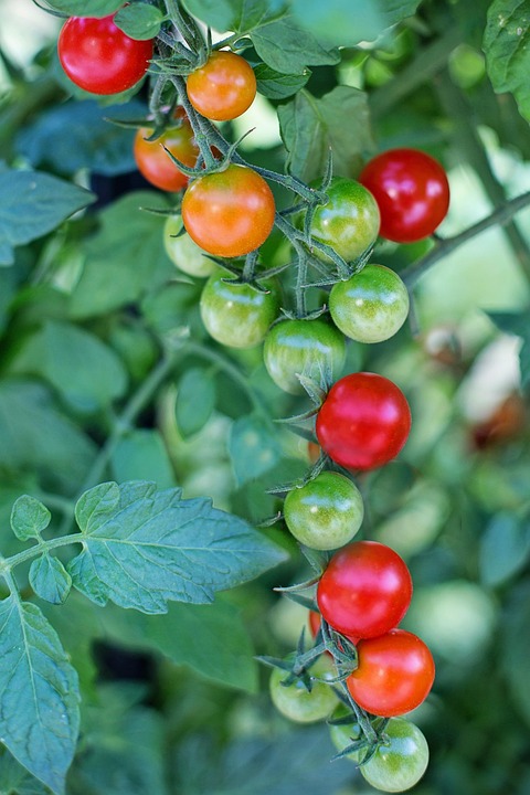Pomodorini, Pomodori, Mature, Red, Cibo, Vegetale, Sano
