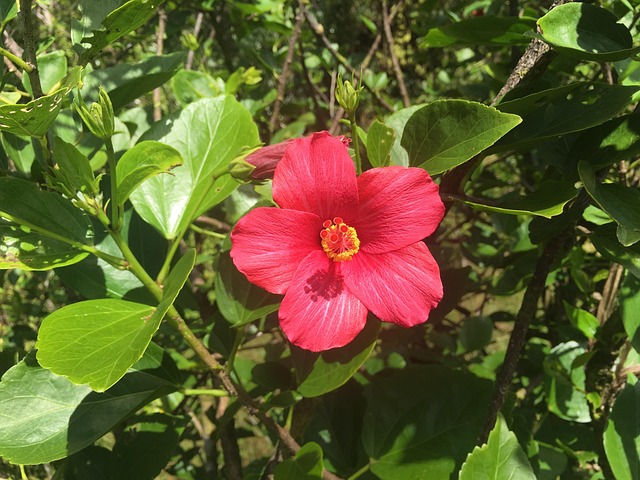 Free Flower Green photo and picture