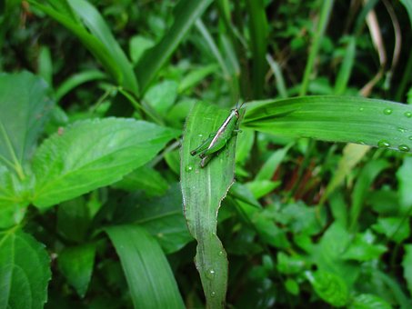 Grass Hopper, Grün, Natur, Insekt