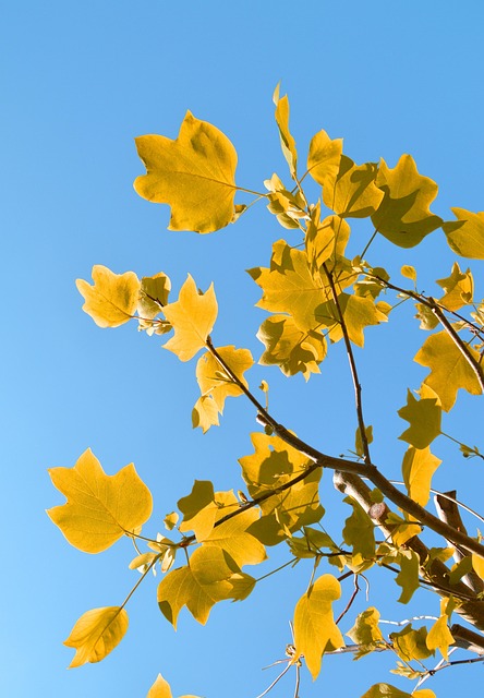 Folhas, Céu, Árvore, Luz Solar, Natureza