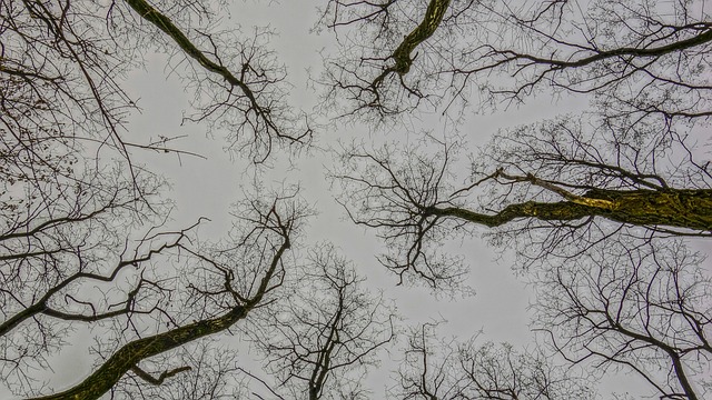 Free Trees Partly Cloudy photo and picture