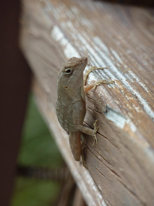 Echse Tier Reptil - Kostenloses Foto auf Pixabay