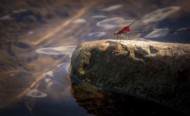 Free Dragonfly Wing photo and picture