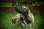 dog, elli, dog breeds