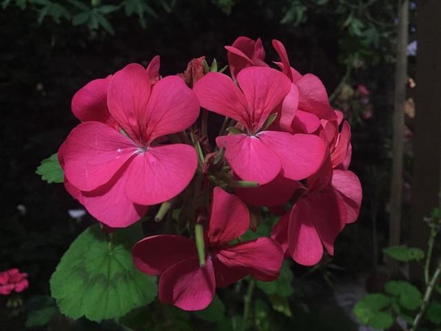 Free Flower Flower Background photo and picture