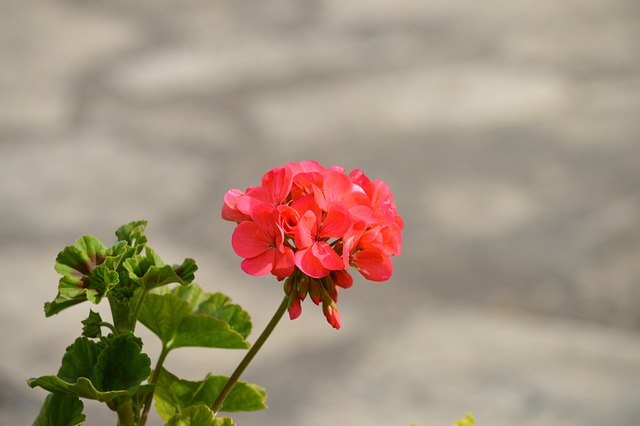 Free Flower Flower Wallpaper photo and picture