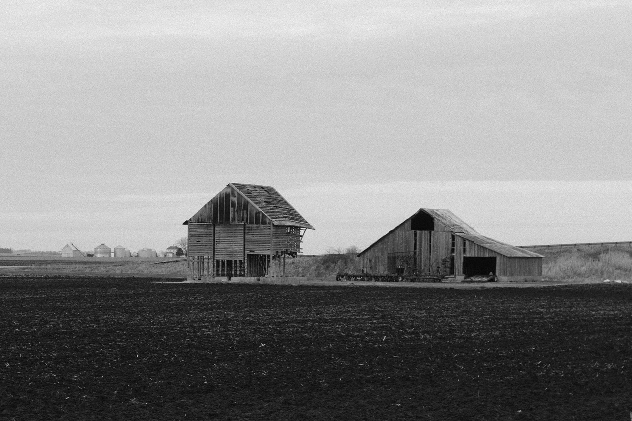 Black And White - free online jigsaw puzzle photo