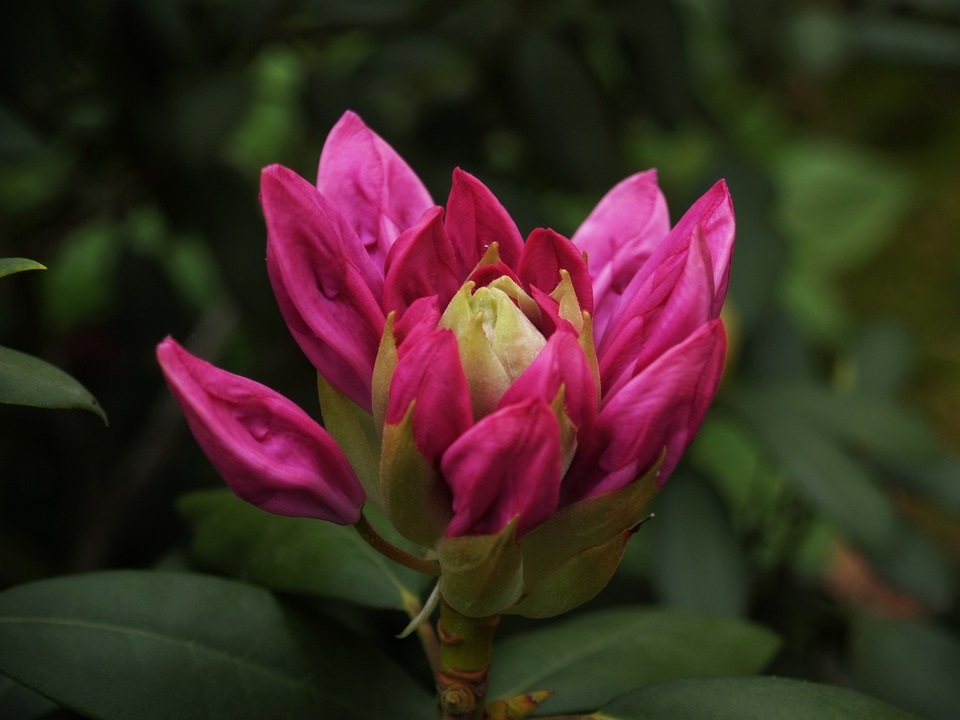 Rhododendron Le Printemps Fleur - Photo gratuite sur Pixabay - Pixabay