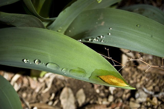 Free Rain Water photo and picture
