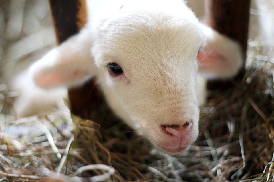 Sheep Lamb Ram - Free photo on Pixabay - Pixabay