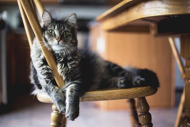 Free Animal Cat photo and picture Free Animal Cat photo and picture