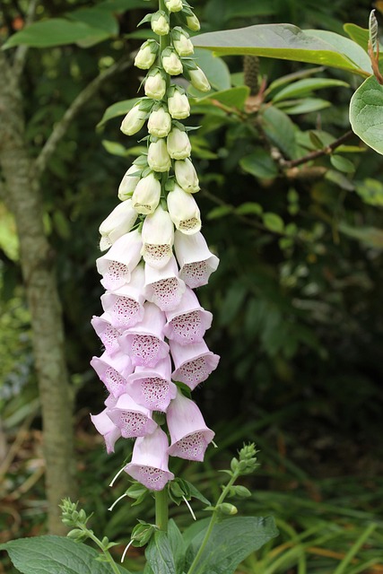 Free Flowers Garden photo and picture