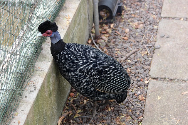 Free Bird Zoo photo and picture