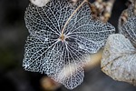 hydrangea flower, plant, nature