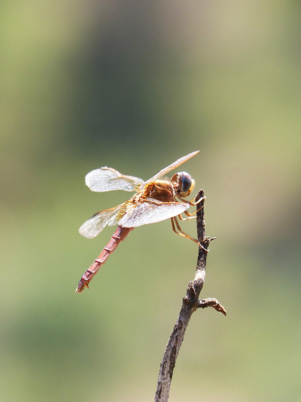 Red Dragonfly Branch Backlighting - Free photo on Pixabay - Pixabay