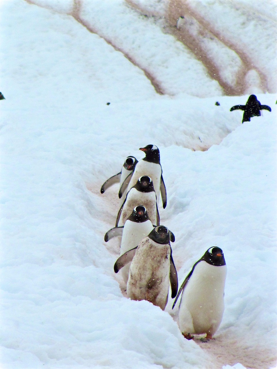 1,000+ Free Penguin & Nature Photos - Pixabay