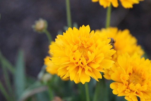 Free Flower Beauty photo and picture