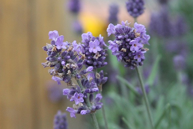 Free Flower Beauty photo and picture
