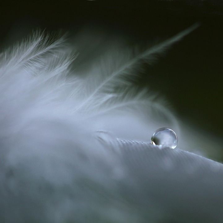 Feather, Drop, Soft, Water, Feathers, Crying, Tear