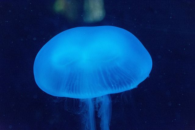 Hav, Jellyfish, Akvarium, Havdyr